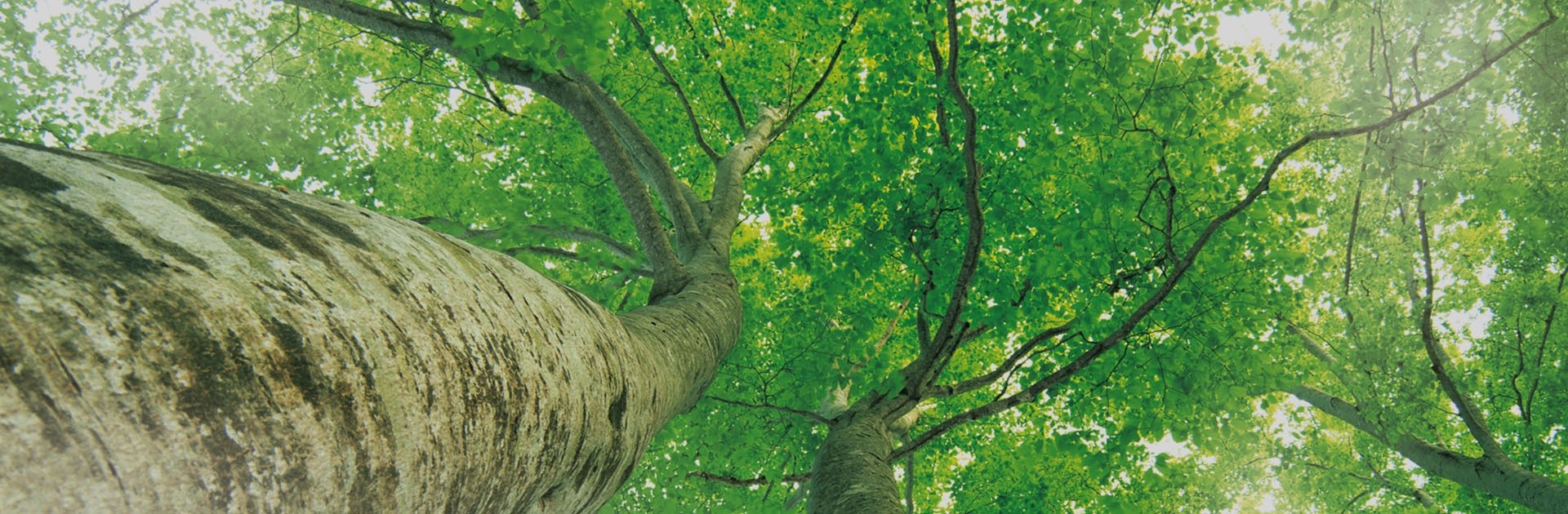 至尊国际 – 至尊服务,至尊享受